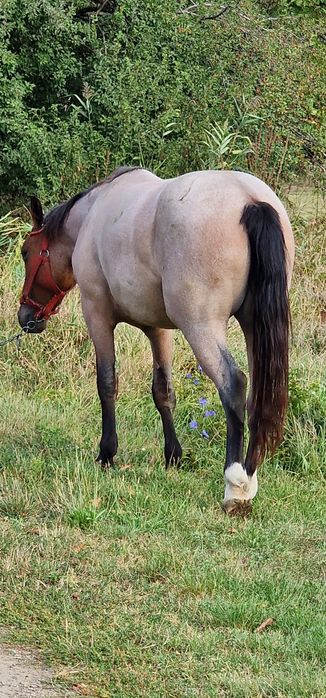 Mânză de vânzare un an jumate