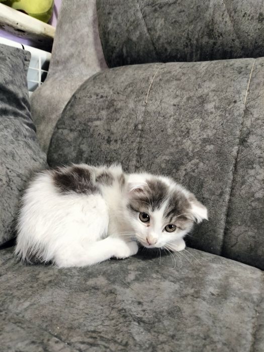 кошечка девочка завут Белла два месяца
