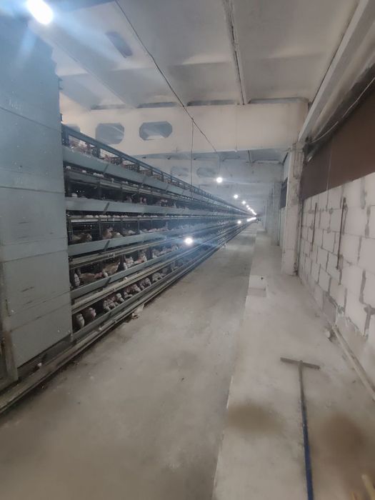 Срочно продается в Кибрае птица ферма 1,7 га готовый бизнес