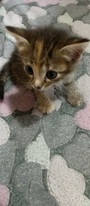 Котята мышеловки