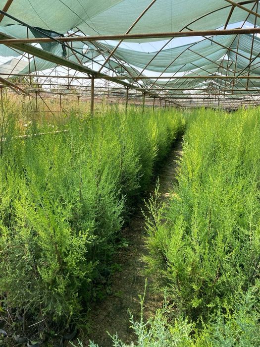 Голубой ель Goluboy yel Amerika Usa optom