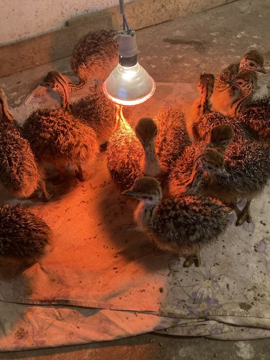 Pui de struti ferma de struti AtiRob Razboieni Iasi