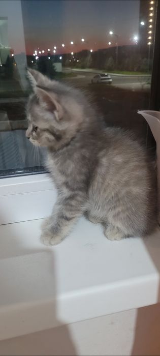 Отдам котенка в добрые руки