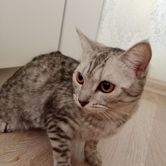 Кошка в добрые руки