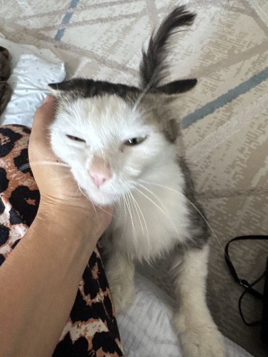 Котенок в добрые руки
