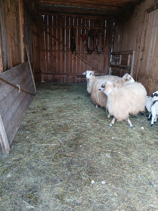 Vând trei oi cu miei