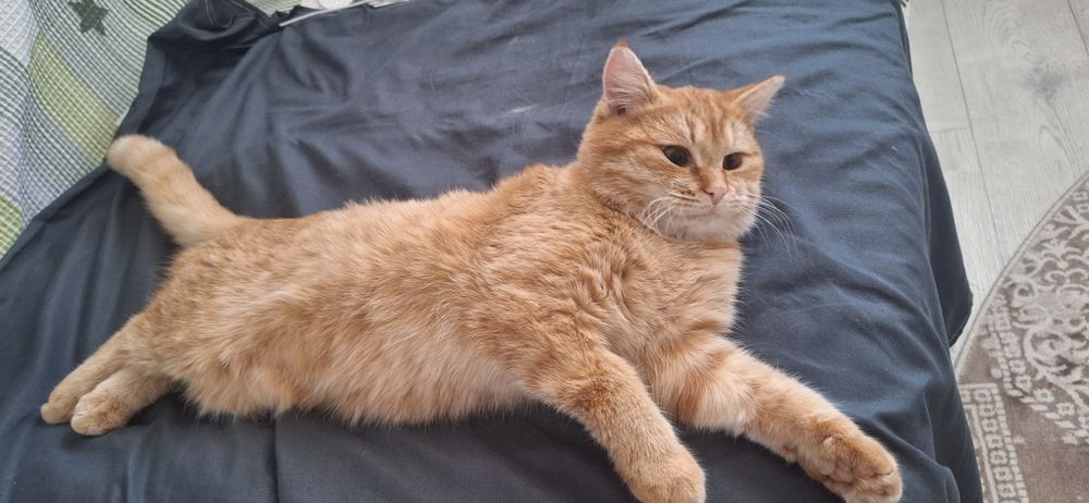 Новогодний подарок в виде пушистика