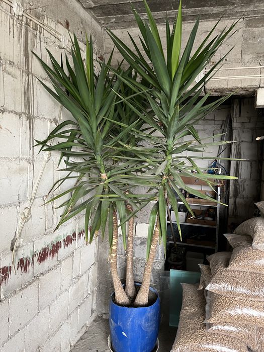 Саксиено цвете- ПАЛМА