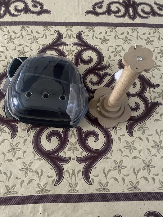 Кошка шотландиски