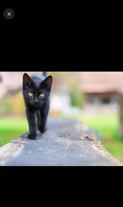 Зеленоглазый котик ищет любящий дом