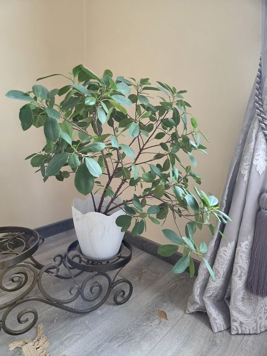 Комнатные цветы большие