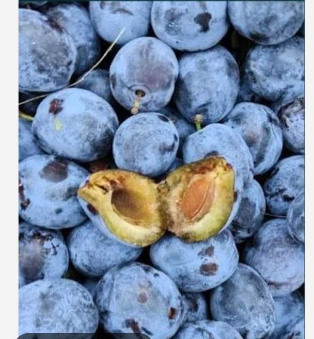Vând prune pentru țuică.