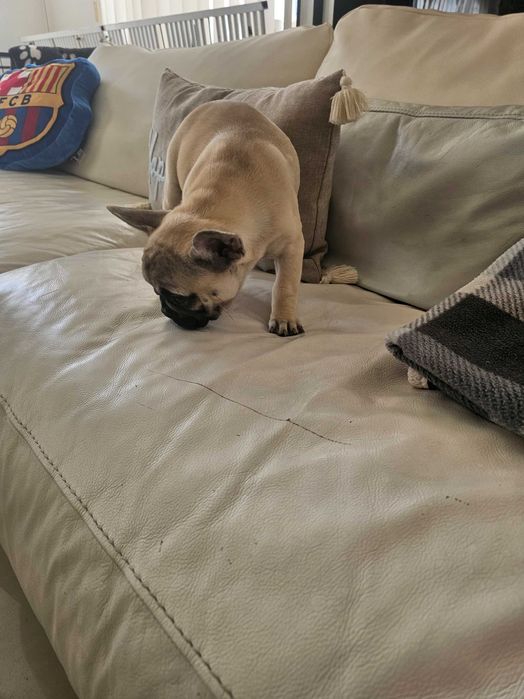 Френски булдочета