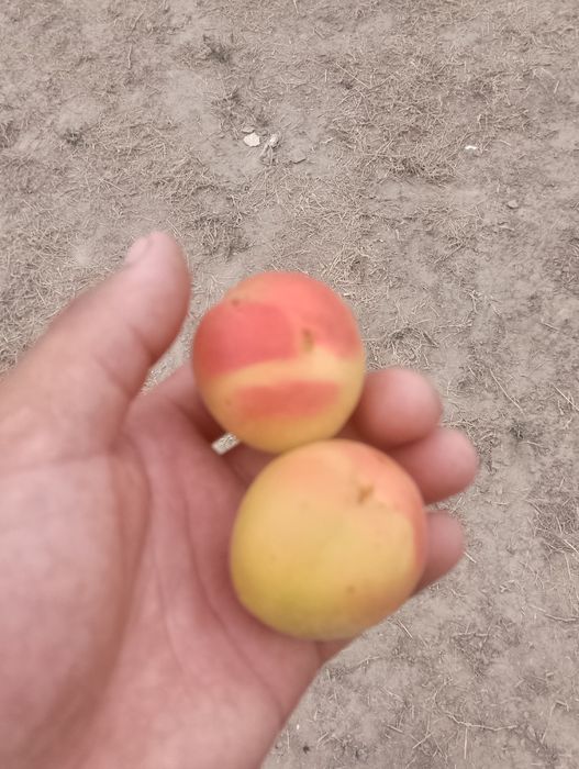 Абрикос сад огрод