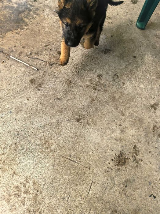 Свободна Немска Овчарка