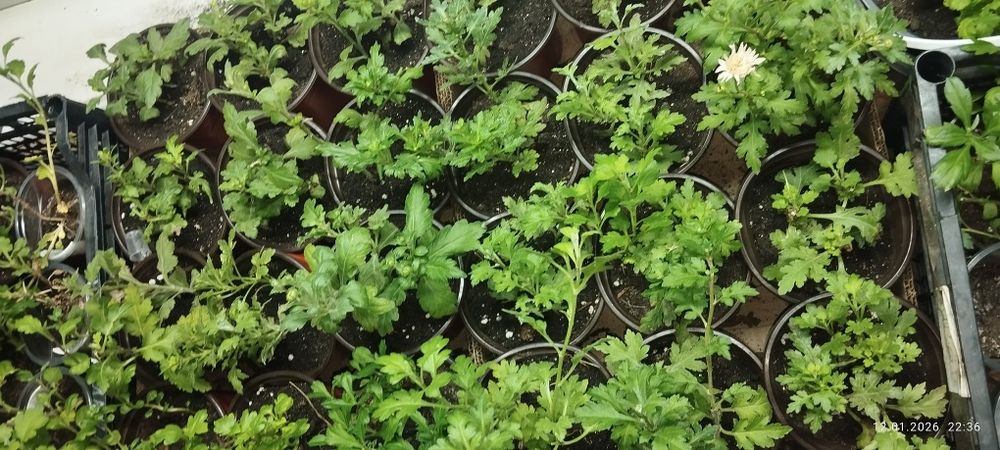 продам хризантема мультифлора