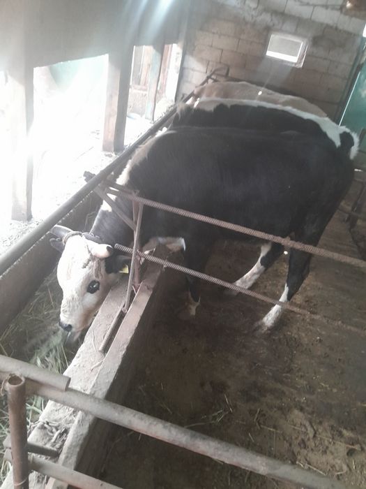 520000 находится в ровном