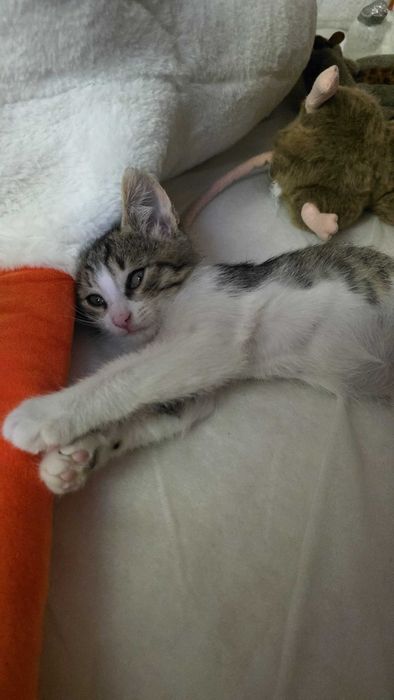 Котенок в добрые руки