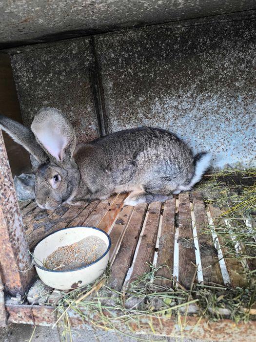 Белгийски великани