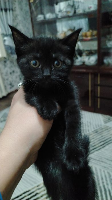 Здоровые красивые породистые умненькие котята