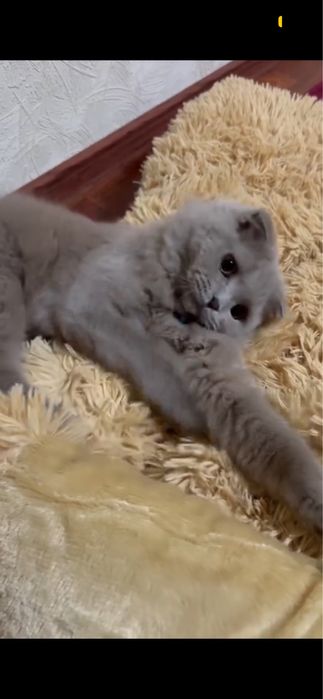 Скоттиш фолд продается/сотилади
