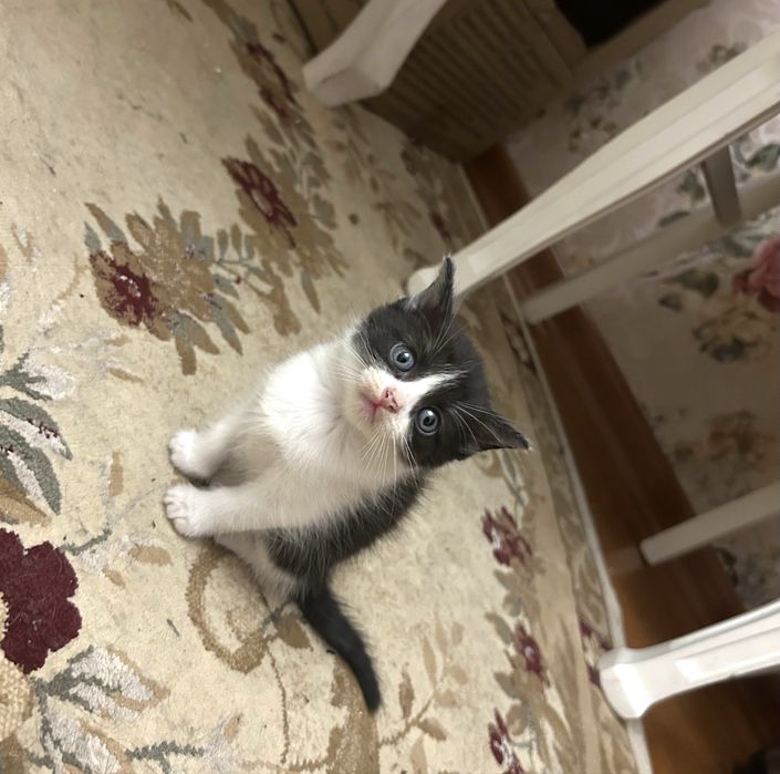 Котята ищут дом