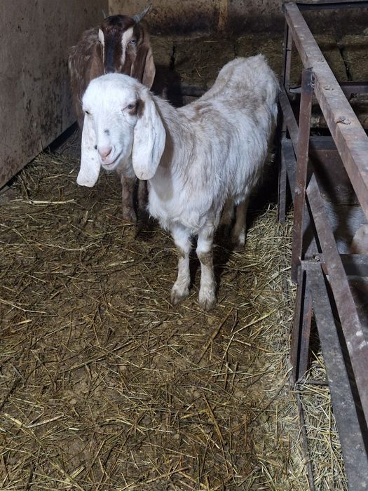 Битал таза ешкилер