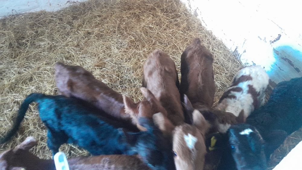 Продам телята  разные