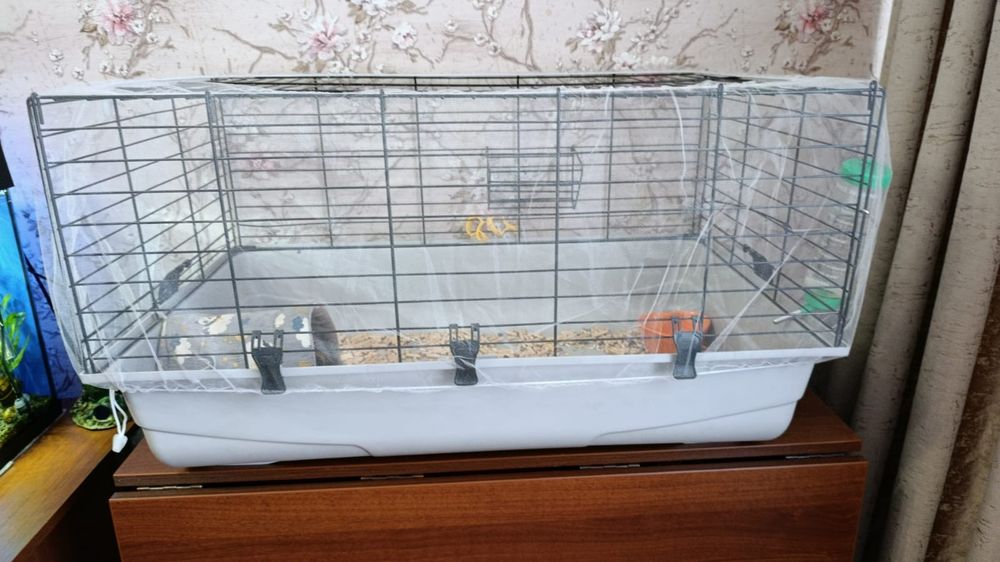 Продам Морскую свинку