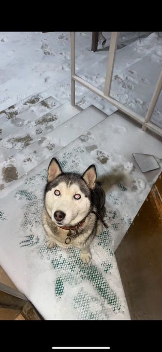 Порода собаки, Хаски