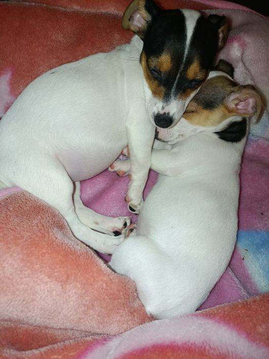 Джак ръсел мини териер