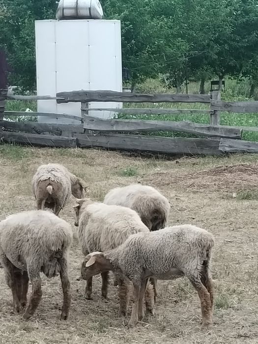 Продам баранов..