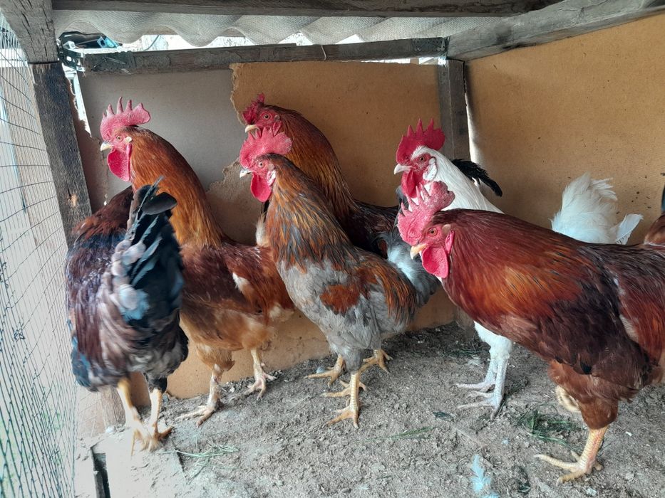 Продам петухов. Продаю срочно.