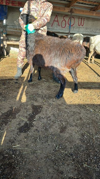 50000 ТГ жогары сатылады