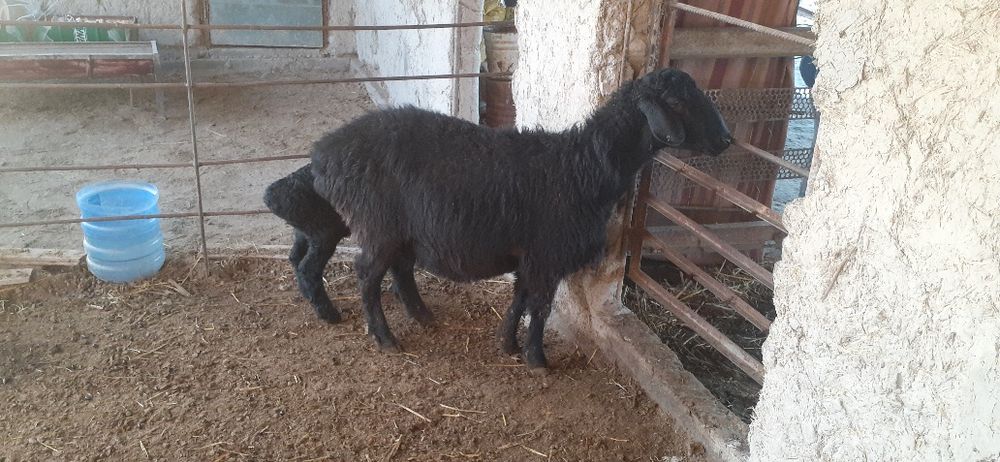 Она бола куй сотилади