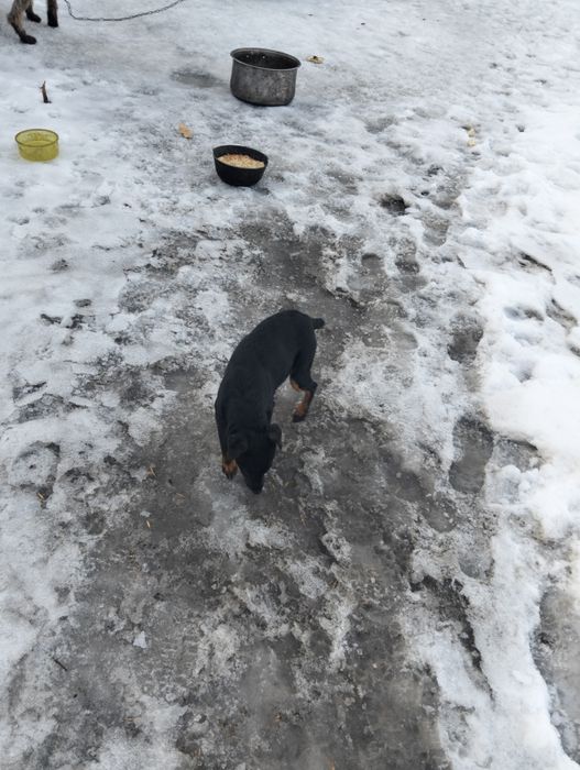 Продам Ягдтерьер