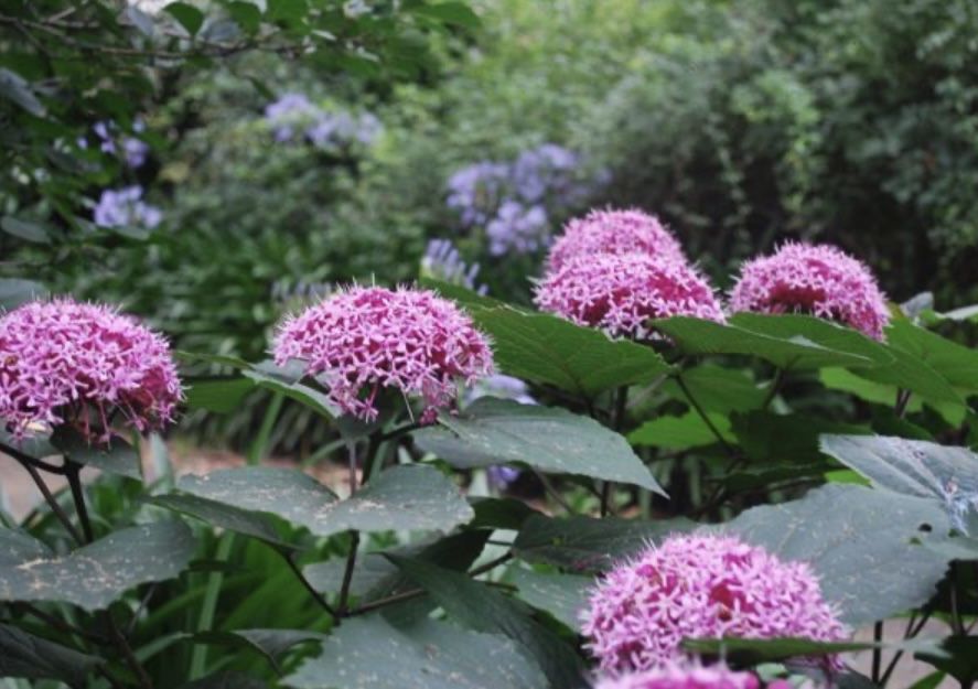 Гортензия Цветы Клеродендрум Бунге