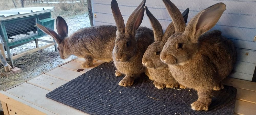 Зайци  за разплод