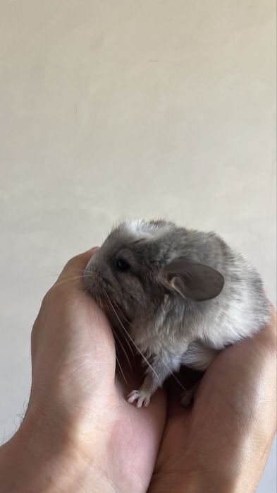 Маленькие шиншиллы