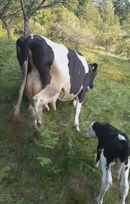Vaca gestanta in luna 8