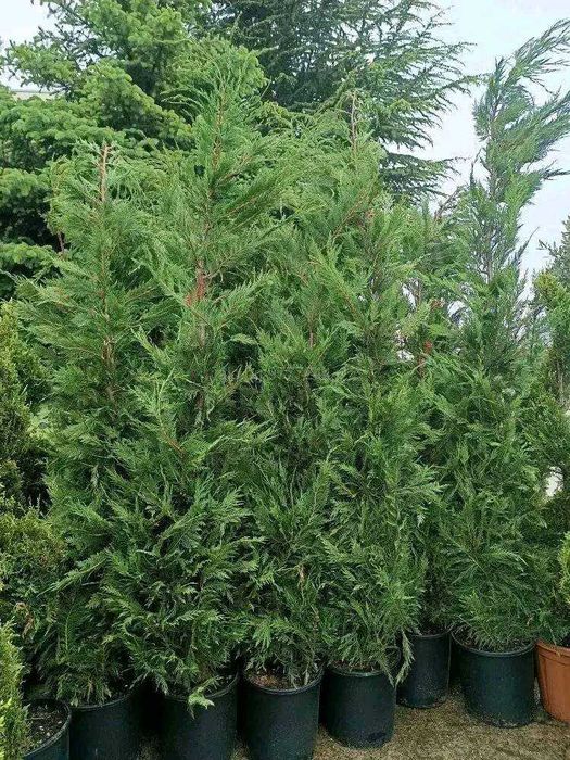 Туя,Лейланда жив плет