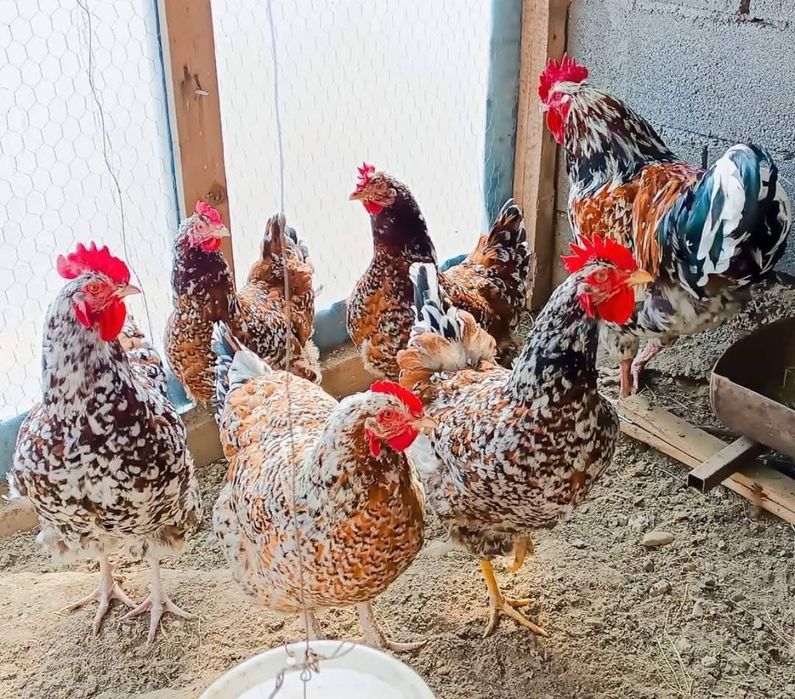 Яйца от Ливенска Пъстра кокошка