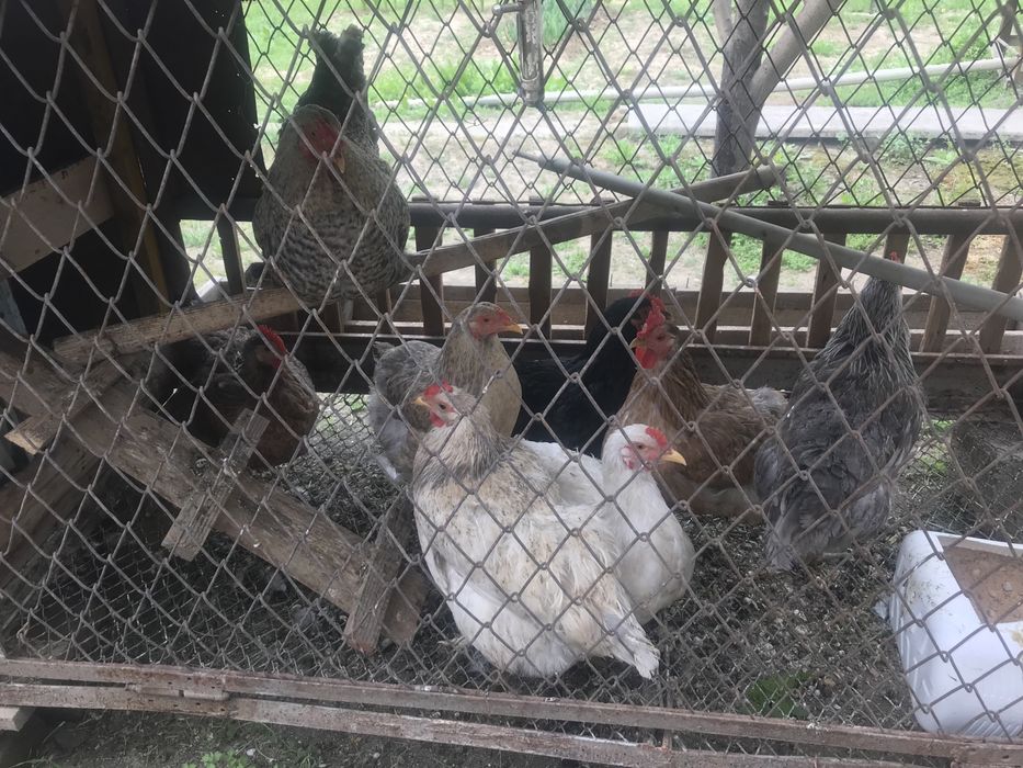 Куры                  .