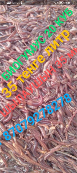 удобрения биогумс червы шылаушын