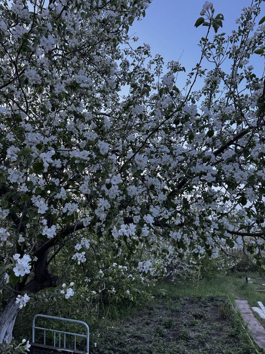 Сдам дачу СО Автомобилист 32 улица
