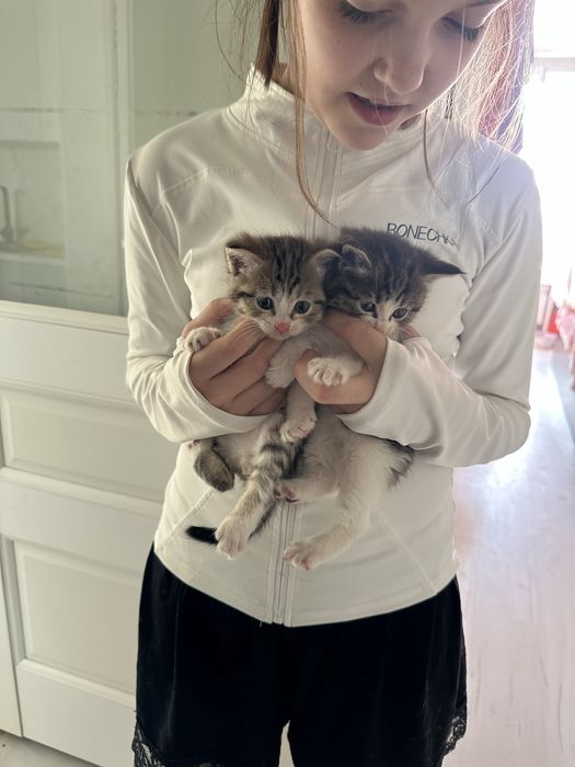 Отдам котят в добрые руки