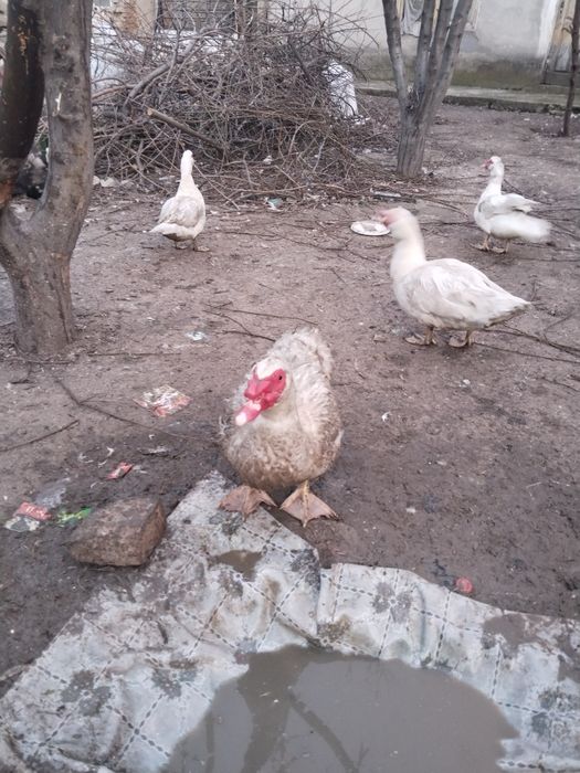 Индоутки самцы 6 месяцев