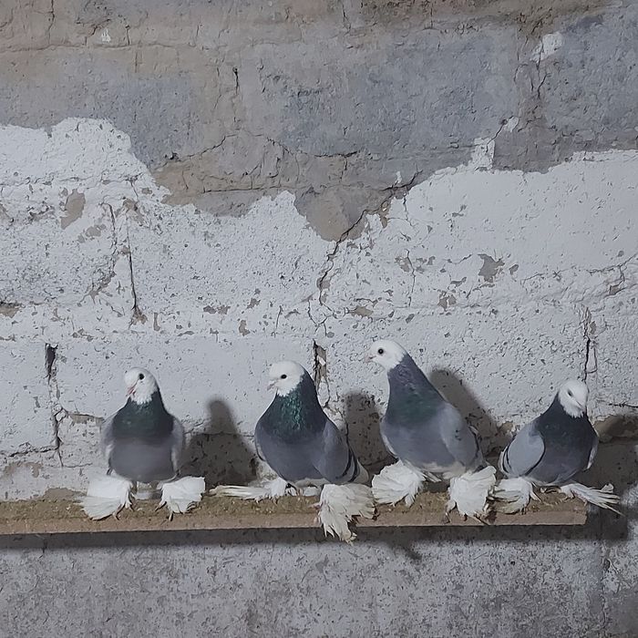 Маздоки  3 пара  есть