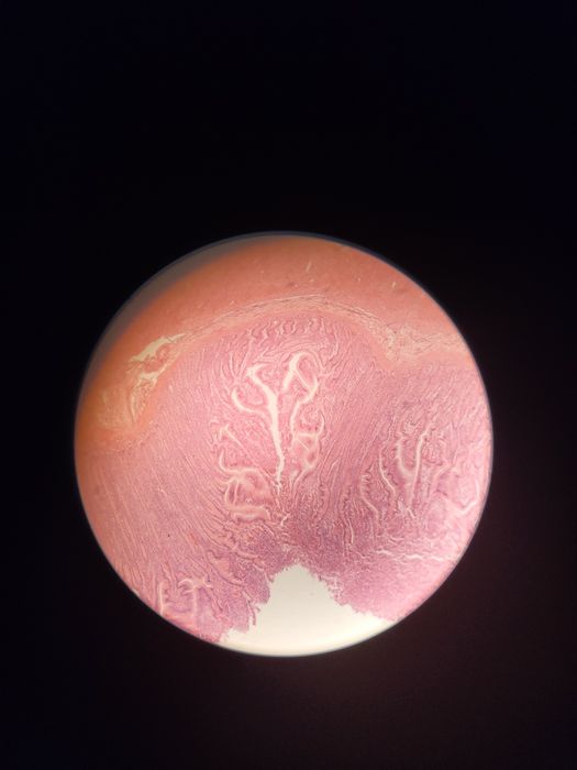 Microscop molecular Celestron