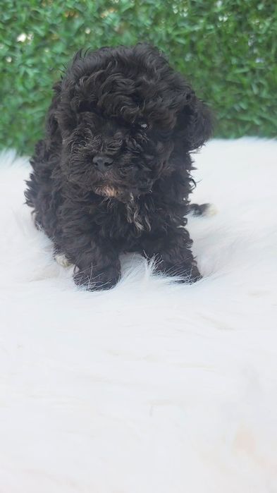 Пудел  момче с документ за произход